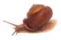 ABradybaena cf. jourdyi Sapa,Vietnam adult